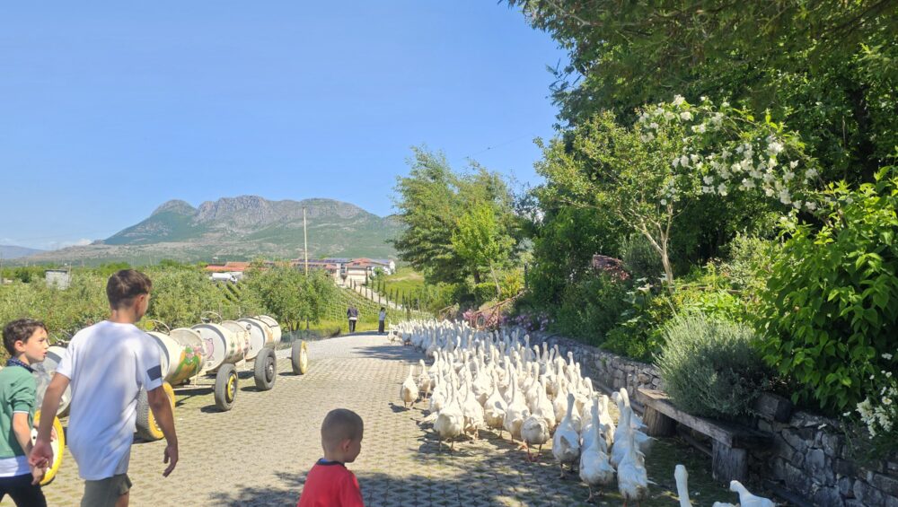 2-week family Albania