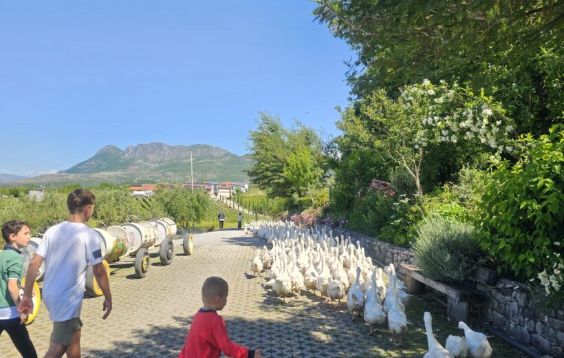 2-week family Albania