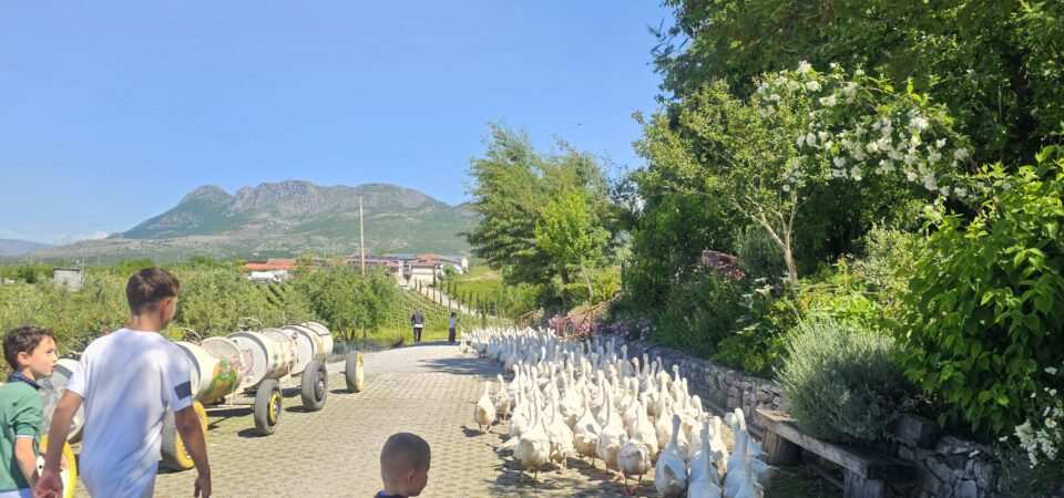 2-week family Albania